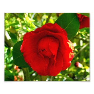 Proud Camelia Fotodruck