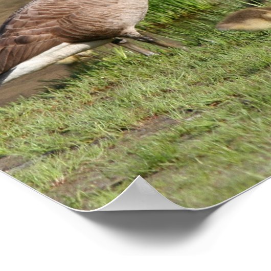Proud Canada Goose Family Wildlife Poster (Ecke)