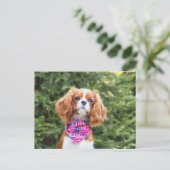 Proud Cavalier King Charles Spaniel Puppy Postkarte (Stehend Vorderseite)