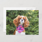 Proud Cavalier King Charles Spaniel Puppy Postkarte (Vorne/Hinten)