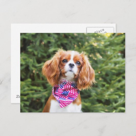 Proud Cavalier King Charles Spaniel Puppy Postkarte (Vorne/Hinten)