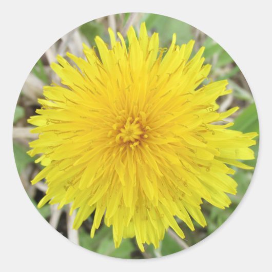 Proud Dandelion Blume Runder Aufkleber (Vorderseite)