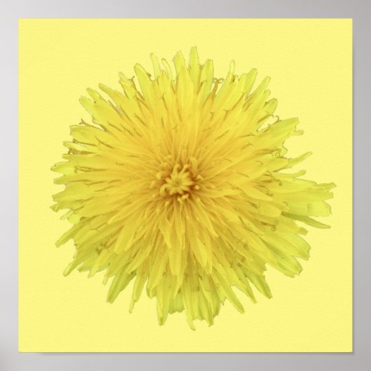 Proud Dandelion Blume - transparent. Poster (Vorne)