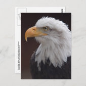 Proud Eagle Postcard Postkarte (Vorne/Hinten)