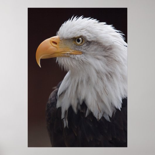 Proud Eagle Print Poster (Vorne)