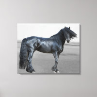Proud Friesian Black Hengst