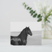Proud Friesian Black Hengst Postkarte (Stehend Vorderseite)