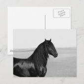 Proud Friesian Black Hengst Postkarte (Vorne/Hinten)