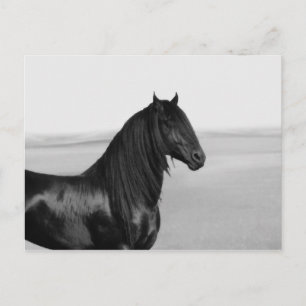 Proud Friesian Black Hengst Postkarte