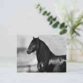 Proud Friesian Black Hengst Postkarte (Stehend Vorderseite)