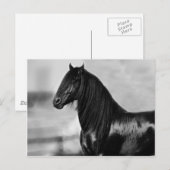 Proud Friesian Black Hengst Postkarte (Vorne/Hinten)