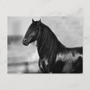 Proud Friesian Black Hengst Postkarte
