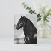 Proud Friesian Black Hengst Postkarte (Stehend Vorderseite)