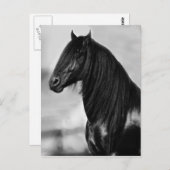 Proud Friesian Black Hengst Postkarte (Vorne/Hinten)