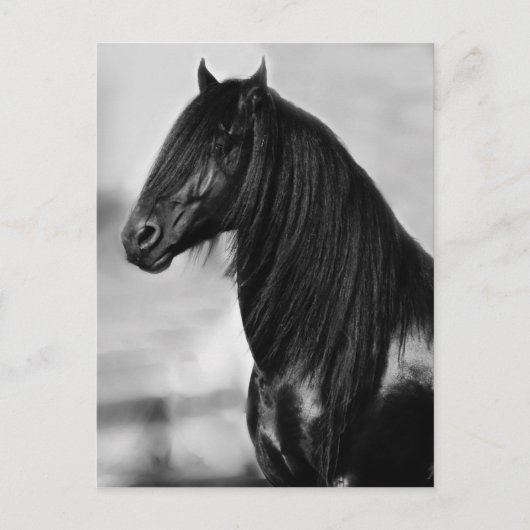 Proud Friesian Black Hengst Postkarte (Vorderseite)