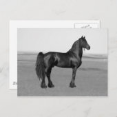 Proud Friesian Black Hengst Postkarte (Vorne/Hinten)