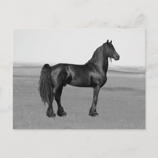Proud Friesian Black Hengst Postkarte (Vorderseite)