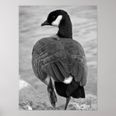 Proud Goose Poster (Vorne)