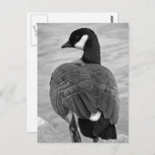 Proud Goose Postkarte (Vorne/Hinten)