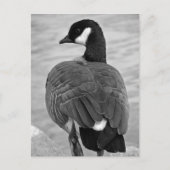 Proud Goose Postkarte (Vorderseite)