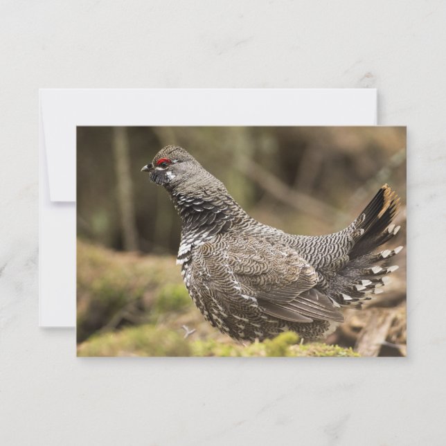 Proud Grouse (Vorderseite)