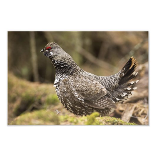 Proud Grouse Fotodruck (Vorne)