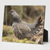 Proud Grouse Fotoplatte (Seite)