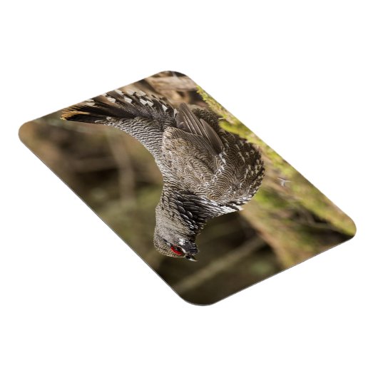 Proud Grouse Magnet (Rechte Seite)