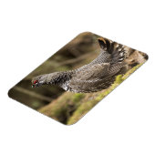 Proud Grouse Magnet (Linke Seite)