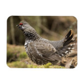 Proud Grouse Magnet (Horizontal)