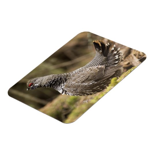 Proud Grouse Magnet (Linke Seite)