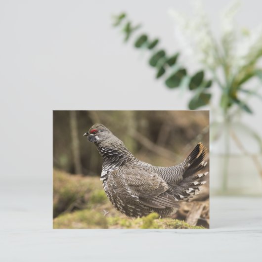 Proud Grouse Postkarte (Stehend Vorderseite)
