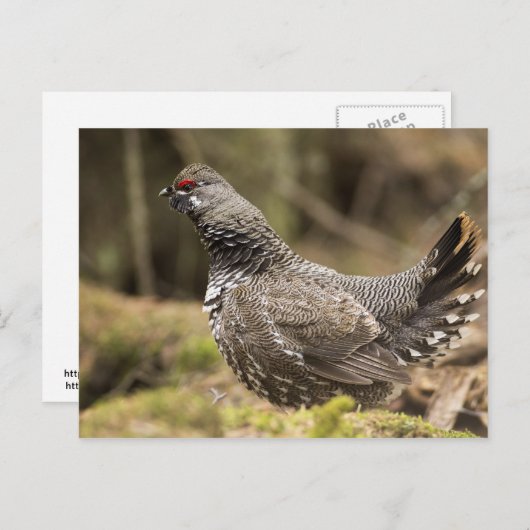 Proud Grouse Postkarte (Vorne/Hinten)