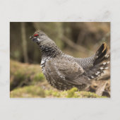 Proud Grouse Postkarte (Vorderseite)