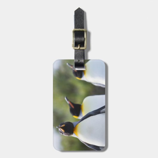 Proud King Pinguins Foto Gepäckanhänger (Vorderseite vertikal)