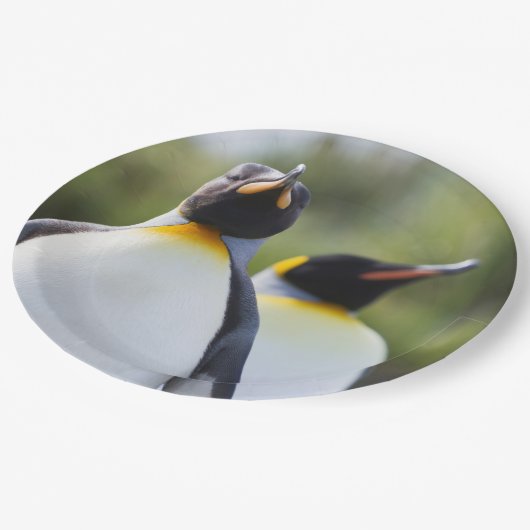 Proud King Pinguins Foto Pappteller (Schrägansicht)