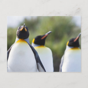 Proud King Pinguins Foto Postkarte