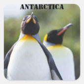 Proud King Pinguins Foto Quadratischer Aufkleber (Vorderseite)