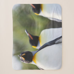 Proud King Pinguins Foto Sherpadecke
