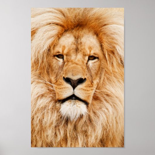 Proud Lion Portrait Poster (Vorne)