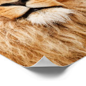 Proud Lion Portrait Poster (Ecke)