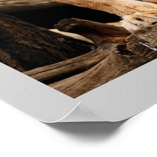 Proud Lioness Poster (Ecke)