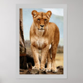 Proud Lioness Poster (Vorne)