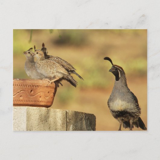 Proud Papa Quail Postkarte (Vorderseite)