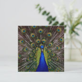 Proud Peacock ABSCHLUSS Einladung (Stehend Vorderseite)