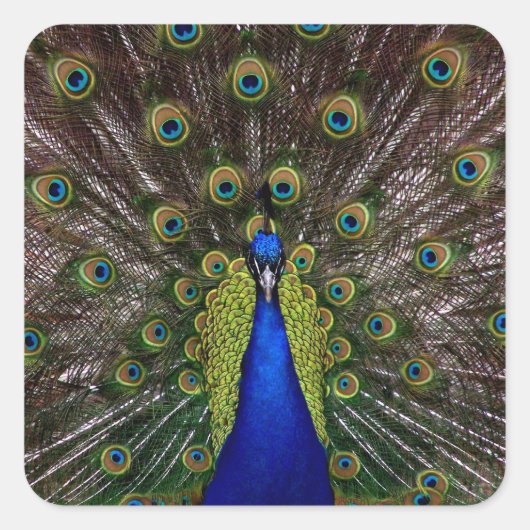 Proud Peacock-Aufkleber Quadratischer Aufkleber (Vorderseite)