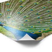 Proud Peacock Feathers Fotodruck (Ecke)