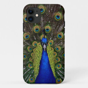 Proud Peacock iPhone-Gehäuse Case-Mate iPhone Hülle