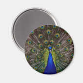 Proud Peacock-MagMagnet Magnet (Vorderseite/Rückseite)