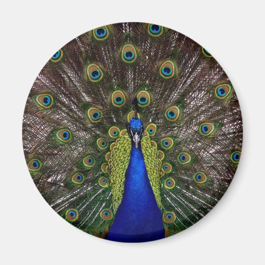 Proud Peacock-MagMagnet Magnet (Vorne)